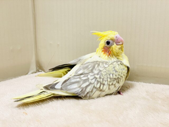 オカメインコ
