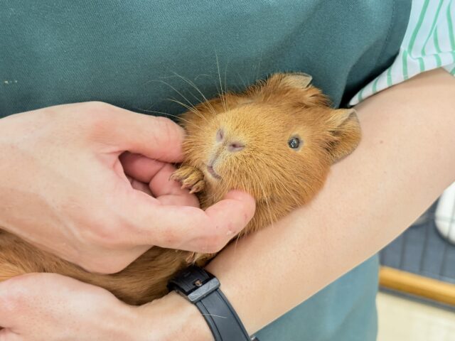 ロシアンモルモット