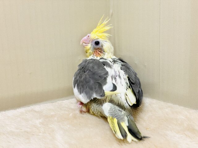 【最新画像】元気いっぱい🧡オカメインコ(パイド)ヒナ オカメインコ