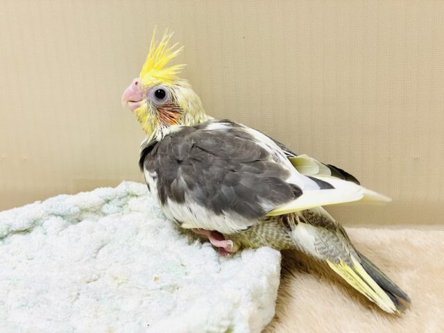 【最新画像】元気いっぱい🧡オカメインコ(パイド)ヒナ オカメインコ