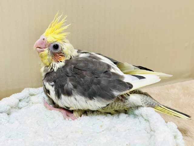 【最新画像】元気いっぱい🧡オカメインコ(パイド)ヒナ オカメインコ