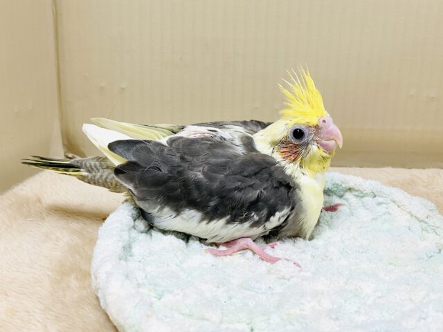 【最新画像】元気いっぱい🧡オカメインコ(パイド)ヒナ オカメインコ