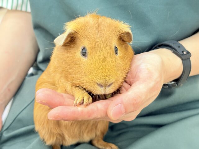 ロシアンモルモット