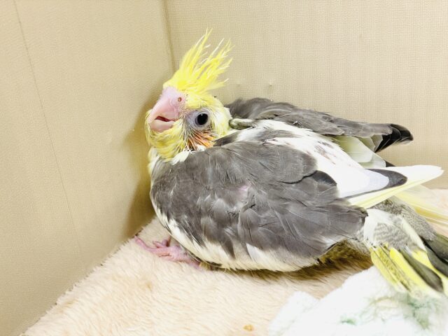 【最新画像】元気いっぱい🧡オカメインコ(パイド)ヒナ オカメインコ