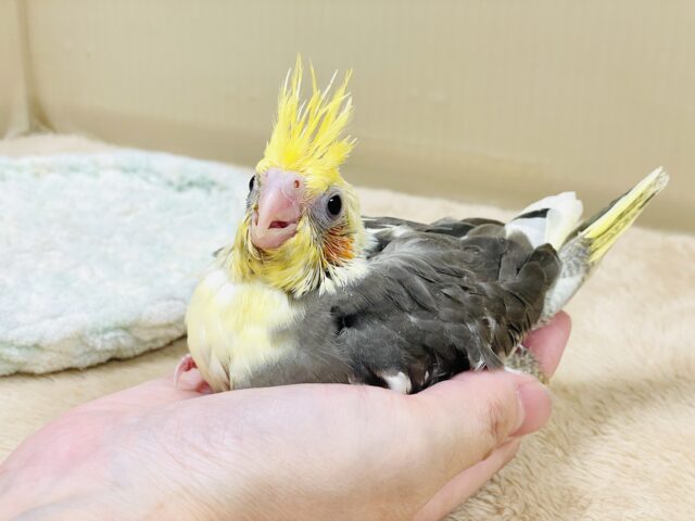 【最新画像】元気いっぱい🧡オカメインコ(パイド)ヒナ オカメインコ