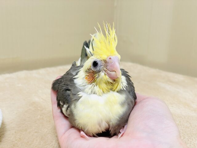 【最新画像】元気いっぱい🧡オカメインコ(パイド)ヒナ オカメインコ