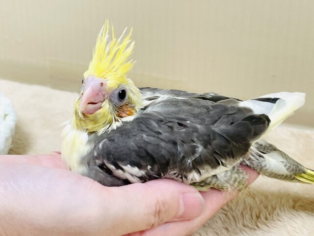 【最新画像】元気いっぱい🧡オカメインコ(パイド)ヒナ オカメインコ