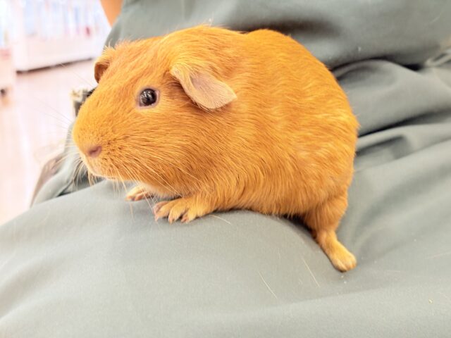 ロシアンモルモット