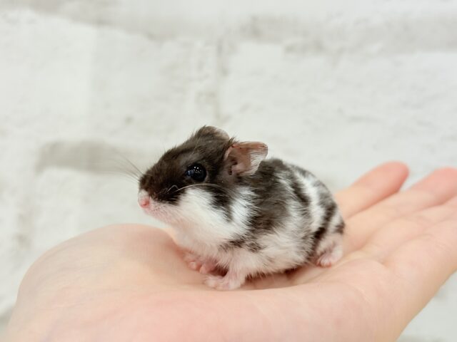 ドワーフハムスターの1種