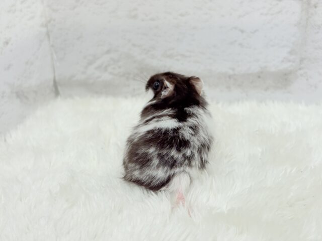 ドワーフハムスターの1種