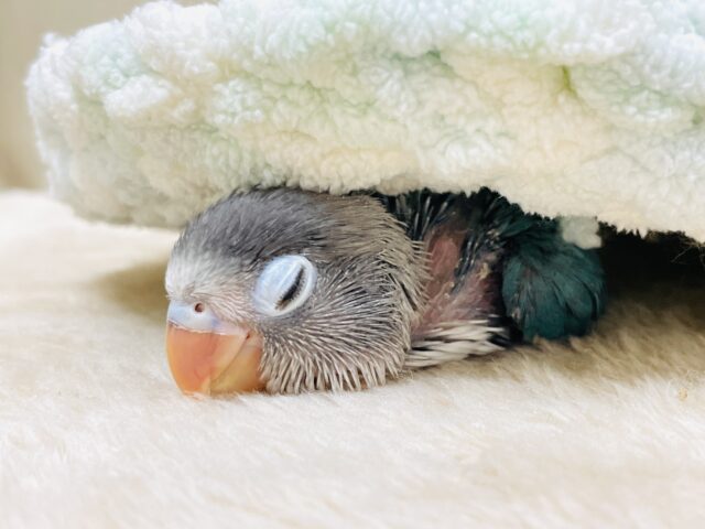 ブルーボタンインコ