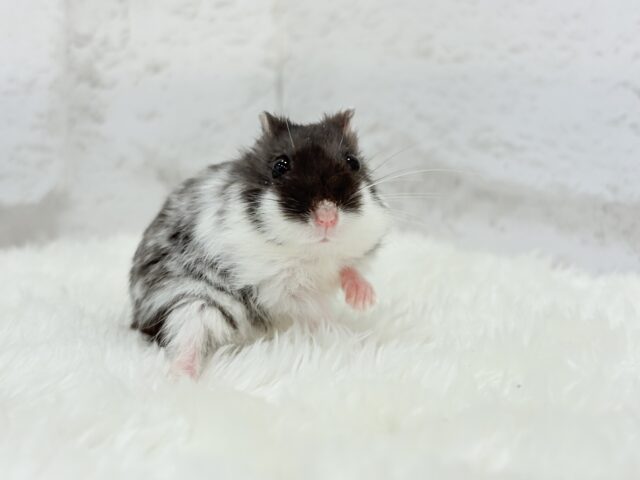 ドワーフハムスターの1種