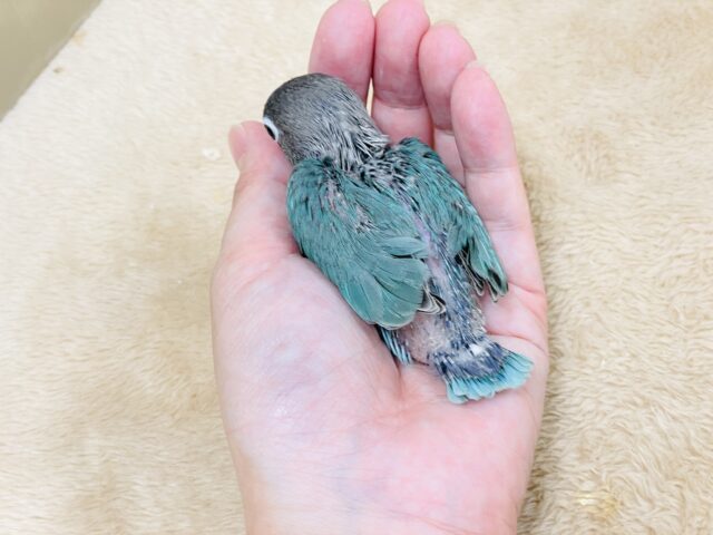 ブルーボタンインコ