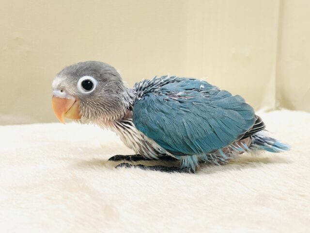 ブルーボタンインコ