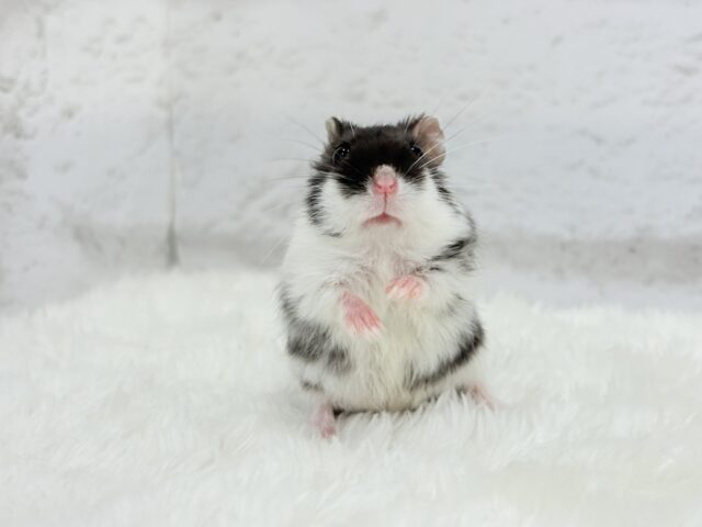 ドワーフハムスターの1種