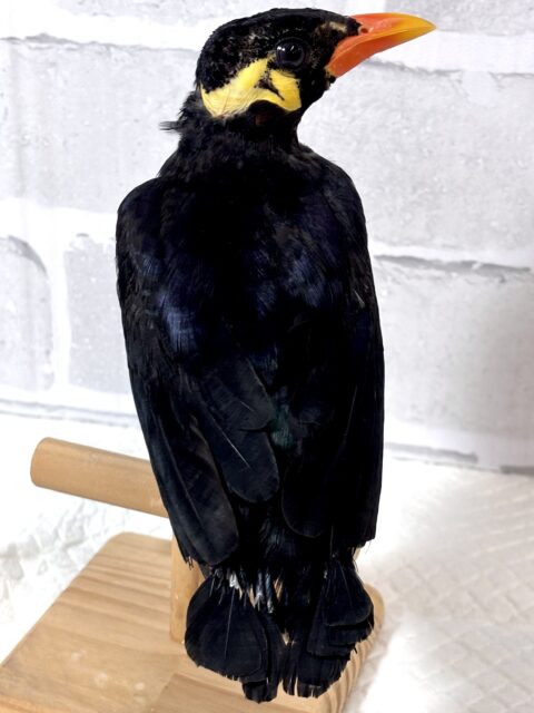 九官鳥（キュウカンチョウ）