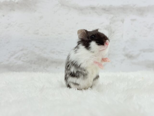 ドワーフハムスターの1種