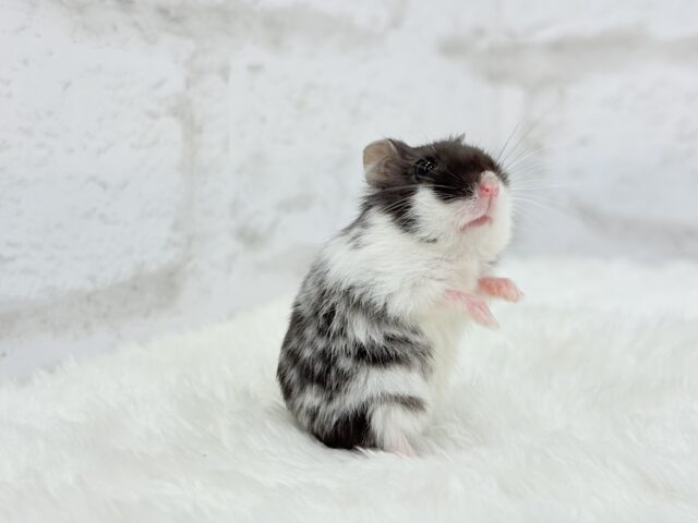 ドワーフハムスターの1種