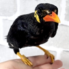 九官鳥  🖤⟡.·💛‪🧡‬‪