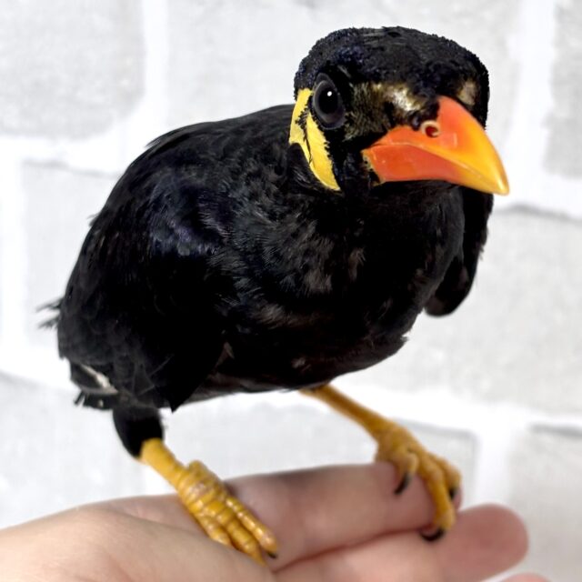 九官鳥 🖤⟡.·💛‪🧡‬‪