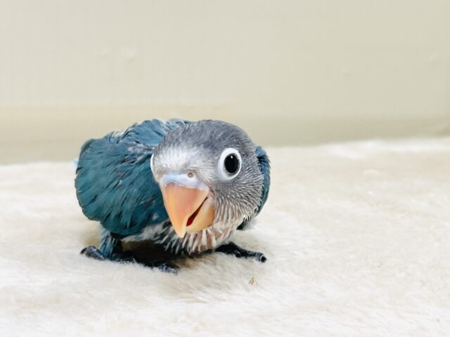 ブルーボタンインコ