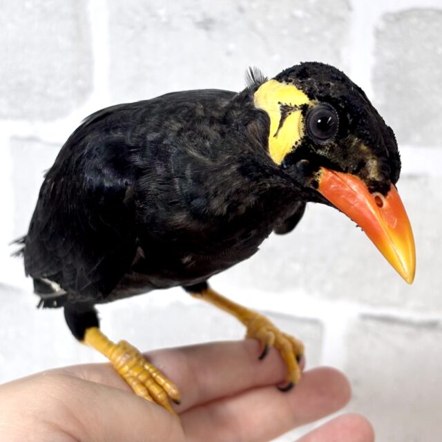 九官鳥（キュウカンチョウ）