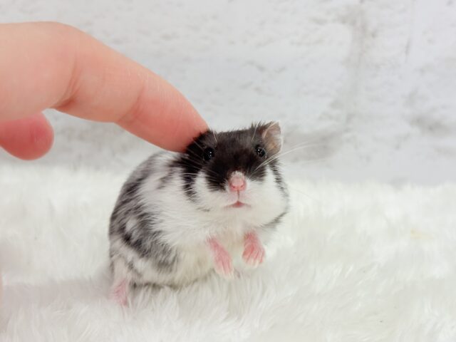 ドワーフハムスターの1種