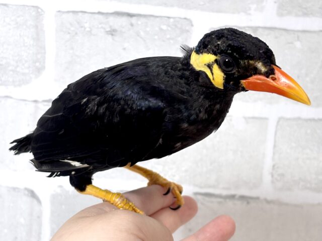 九官鳥（キュウカンチョウ）