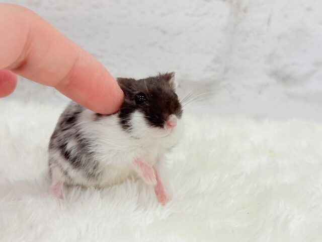 ドワーフハムスターの1種