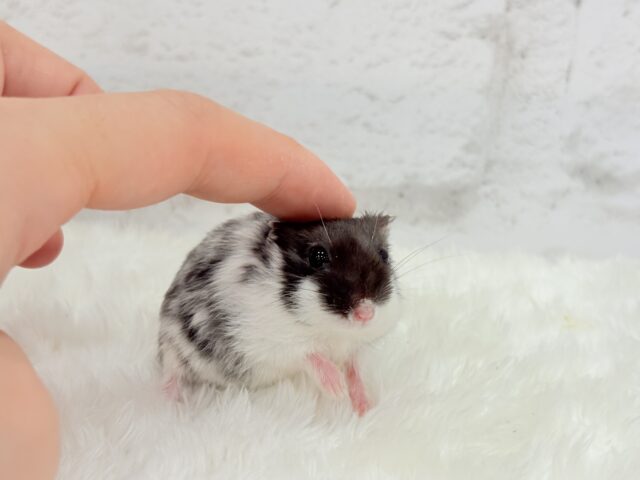 ドワーフハムスターの1種