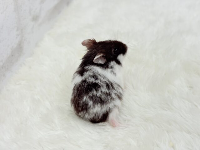 ドワーフハムスターの1種