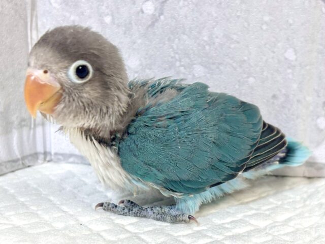 ボタンインコ