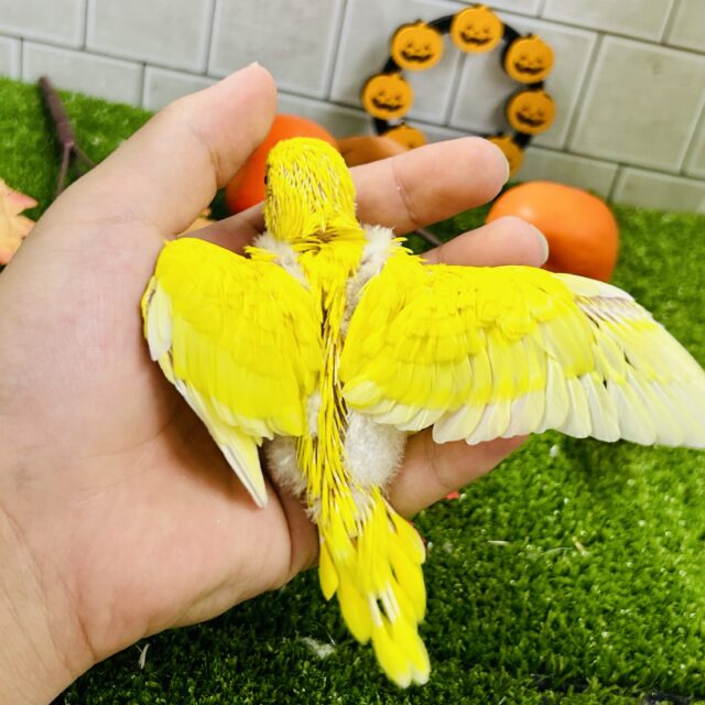 セキセイインコ