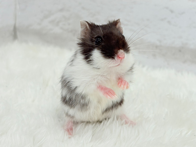 小さなシマウマちゃん🦓🫧マーブルハムスター(女の子)