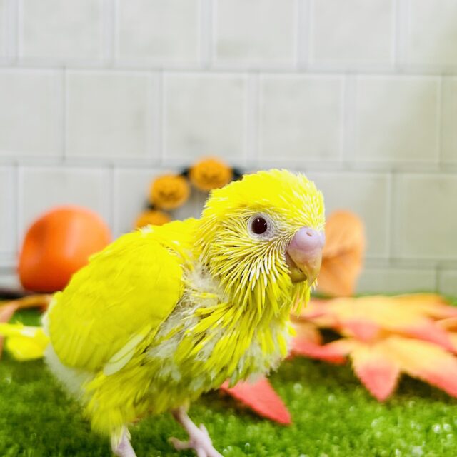 セキセイインコ