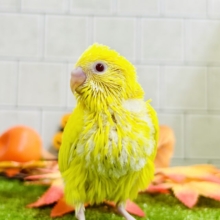 サンシャイ～ン～☼　セキセイインコ