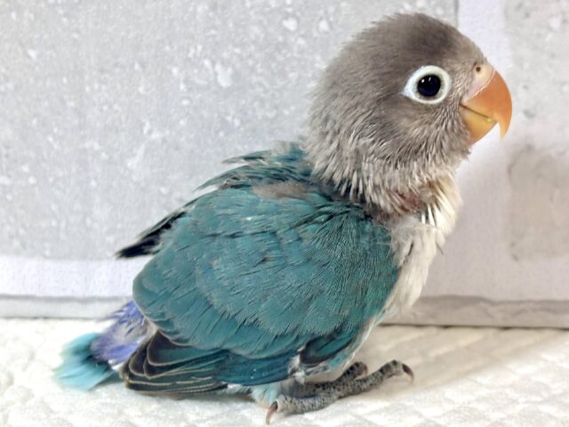 ボタンインコ