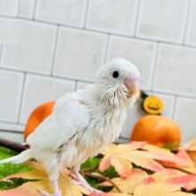 そろそろ雪が恋しいかな？？　セキセイインコ