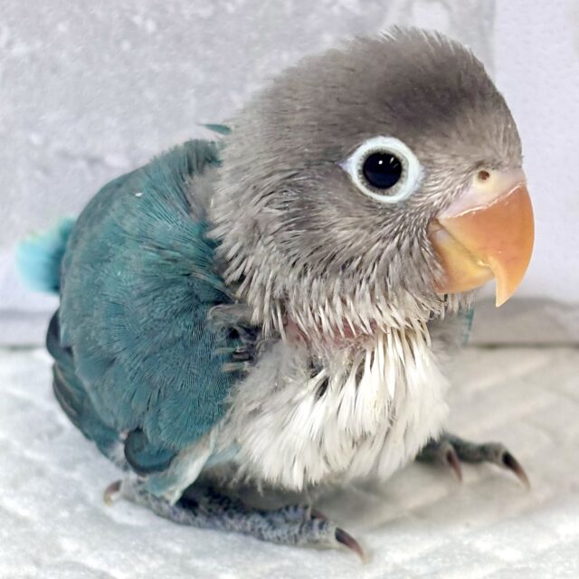ボタンインコ ブルー 💠💙🩵