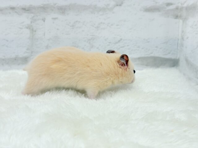 ゴールデンハムスター