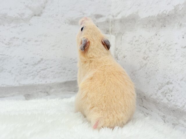 ゴールデンハムスター