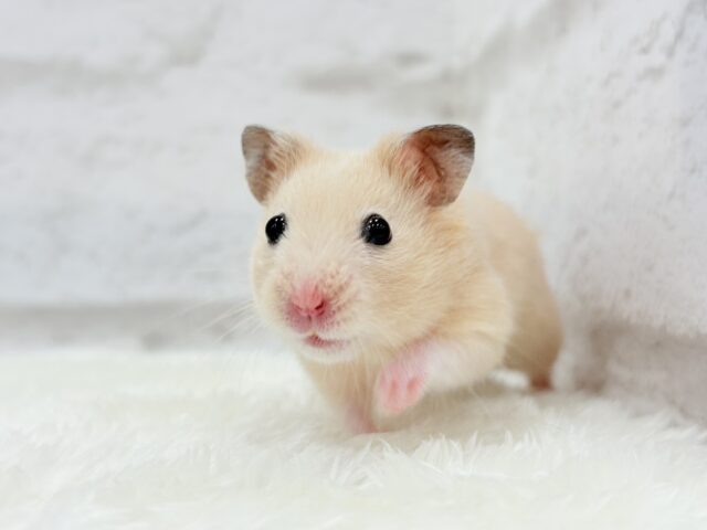 ゴールデンハムスター