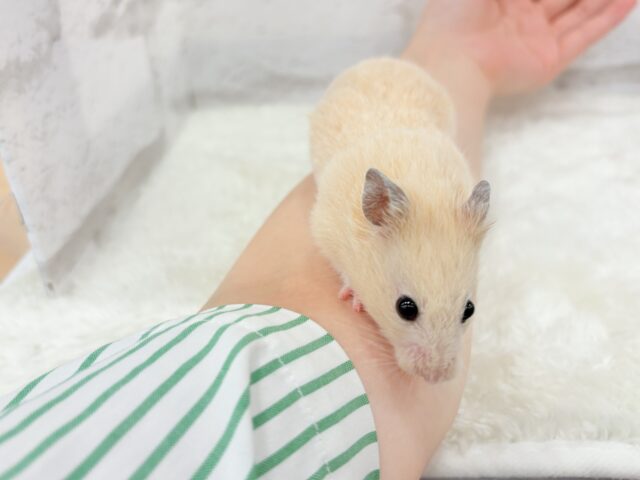 ゴールデンハムスター