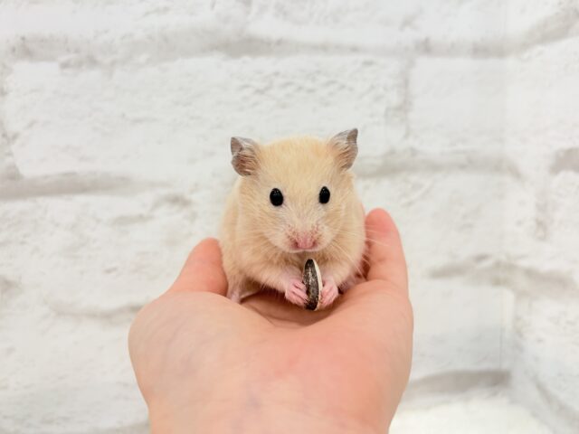 ゴールデンハムスター