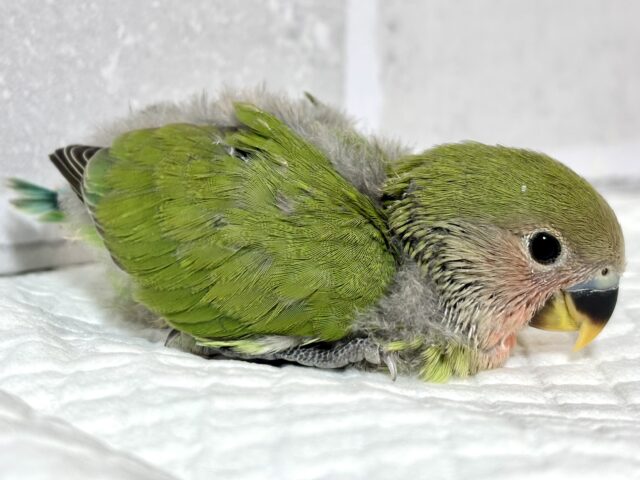 コザクラインコ（小桜インコ）