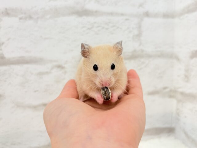 ゴールデンハムスター