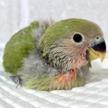 コザクラインコ  ノーマル  💚🍀‎🧡‬