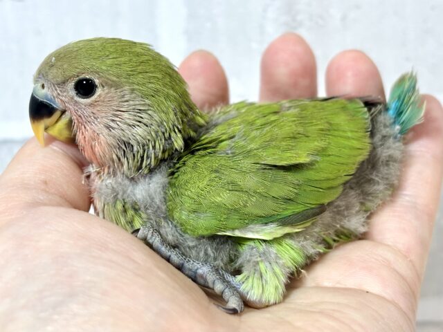 コザクラインコ（小桜インコ）