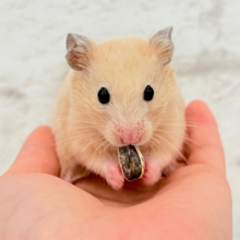 好奇心旺盛‪☆もぐもぐボーイ🐹🌻キンクマハムスター(男の子)