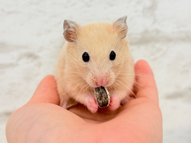 好奇心旺盛‪☆もぐもぐボーイ🐹🌻キンクマハムスター(男の子)